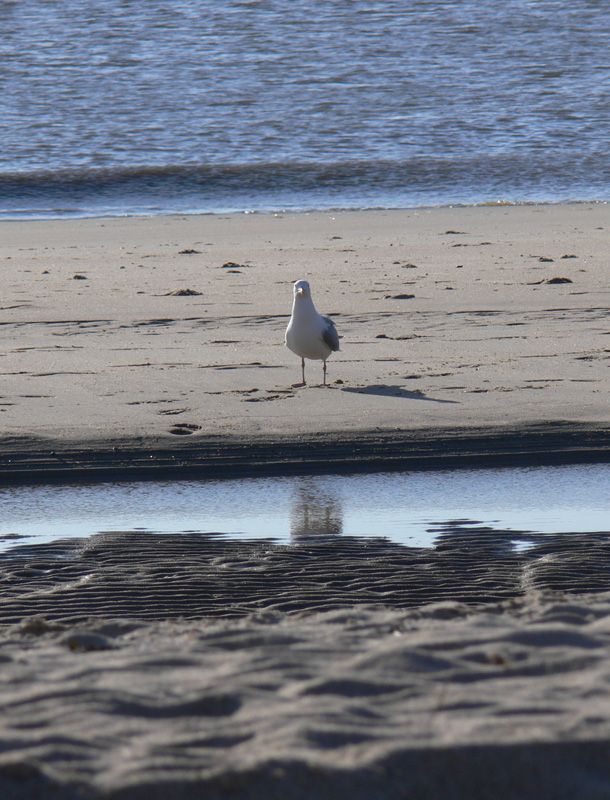 Foto Vogel am Strand